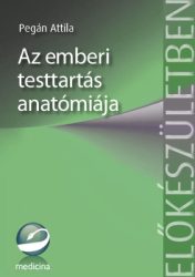 Az emberi testtartás anatómiája